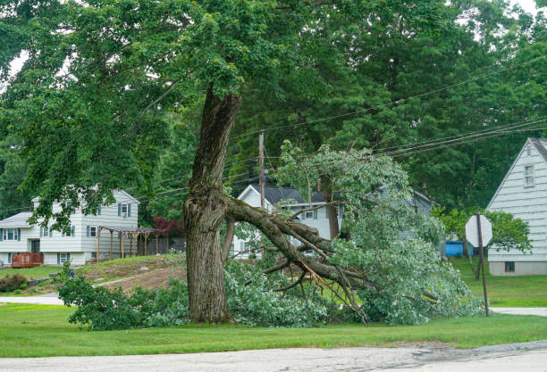 Best Tree Care Services  in Santa Venetia, CA